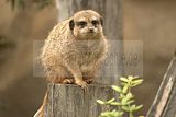 leipzig zoo-01_07_2011_zoo_allgemein_306